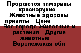 Продаются тамарины краснорукие . Животные здоровы привиты › Цена ­ 85 000 - Все города Животные и растения » Другие животные   . Воронежская обл.